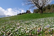 36 ed all'improvviso ecco le prime distese fiorite di crocus